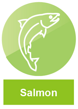 fish_salmon