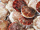 Scallop processing Image